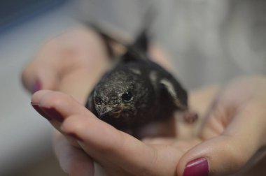 Beyaz çiçek açan ağaç bahçesi