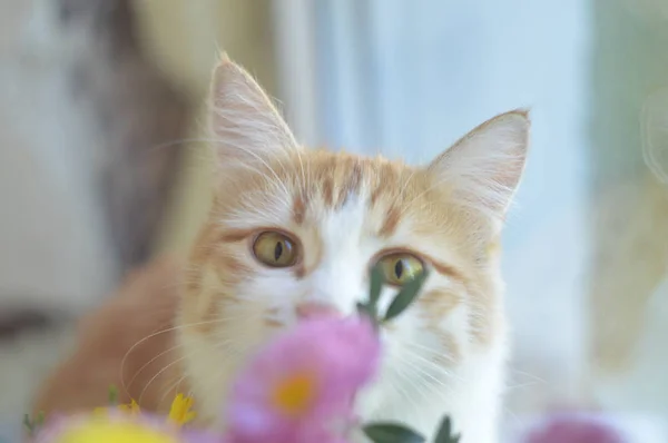 Katt Och Blommor Oktober — Stockfoto