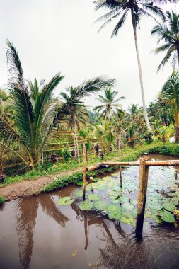 Tegallalang pirinç teras. Ubud, Bali, Endonezya. Sanatsal filtre uygulanan.