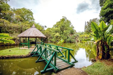 Mauritius adasında botanik bahçesi