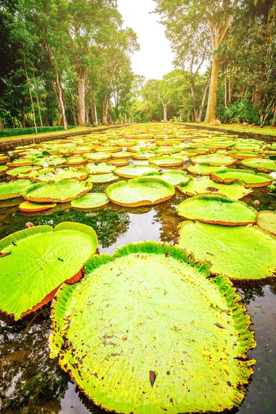 Mauritius adasında botanik bahçesi — Stok fotoğraf