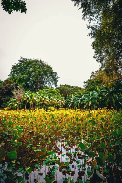 Mauritius adasında botanik bahçesi — Stok fotoğraf