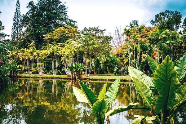 Mauritius adasında botanik bahçesi — Stok fotoğraf