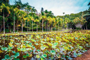 Mauritius adasında botanik bahçesi