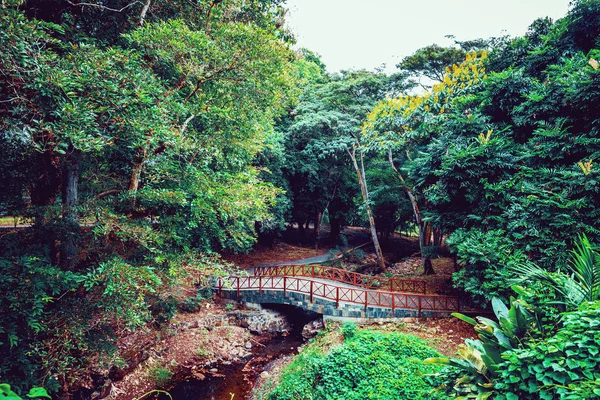 Mauritius adasında botanik bahçesi — Stok fotoğraf