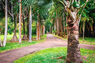 Mauritius adasında botanik bahçesi