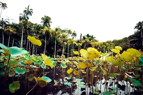 Mauritius adasında botanik bahçesi — Stok fotoğraf