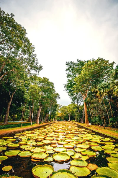 Mauritius adasında botanik bahçesi — Stok fotoğraf