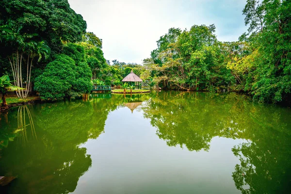 Mauritius adasında botanik bahçesi — Stok fotoğraf