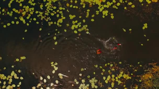 Um tipo está a flutuar no rio. Vista aérea — Vídeo de Stock