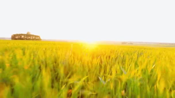 Fliegen dicht über riesigen gelben Weizen. riesige feurige Sonne. — Stockvideo