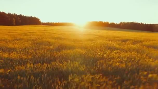 Flying close above vast yellow wheat. — Stock Video