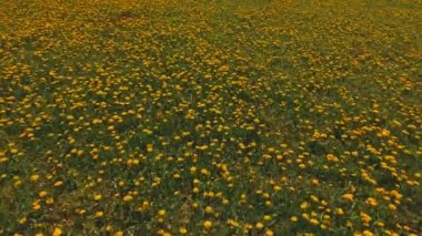 Bahar gününde çiçek açan sarı alan üzerinde uçuş.