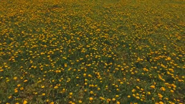 Voo sobre florescendo campo amarelo no dia de primavera . — Vídeo de Stock