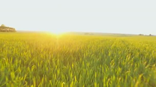 Plantele superbe de grâu galben în vastul teren agricol al apusului de lumină aurie . — Videoclip de stoc