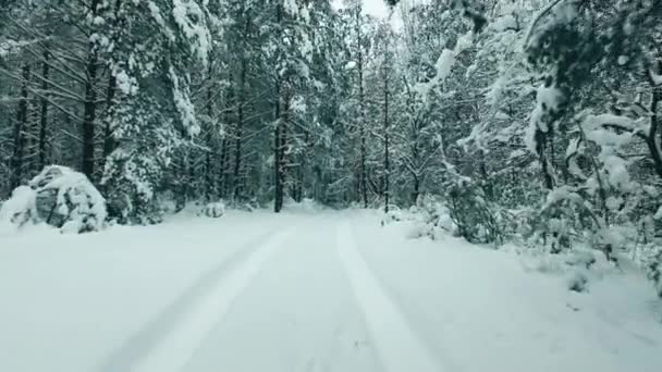 Paisagem de inverno na floresta. — Vídeo de Stock