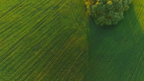 Eenzame boom in een veld tegen zonsondergang. — Stockvideo