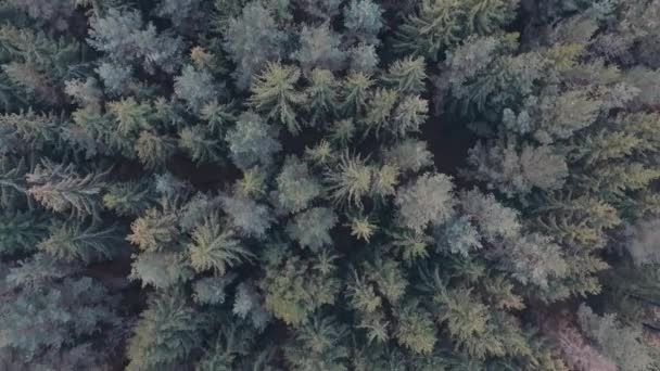 Zelený, divoký les. Pohled shora. — Stock video