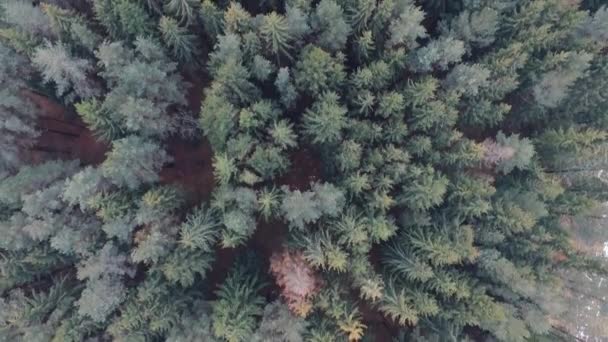 Survoler une belle forêt magique. Arbres verts, rouges . — Video