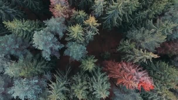 Couleurs insolites de la forêt, vue aérienne . — Video