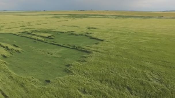 Starker Wind erschüttert grüne Felder — Stockvideo