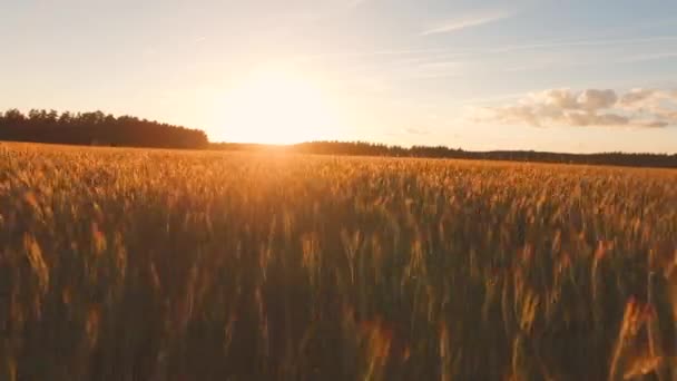 Zlatý západ slunce. Let nad pšenicí — Stock video