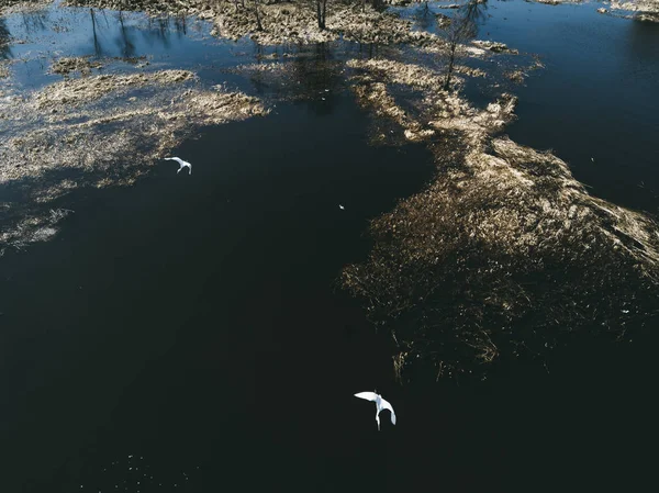 Repülő madarak a nyugodt víz felett. Gyönyörű rét táj. — Stock Fotó