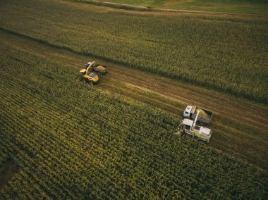 Tarlada mısır toplayan makineler. Hava aracı görüntüsü.