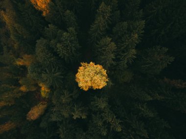 Sonbaharda renkli bir ormanın havadan çekilmiş fotoğrafı..