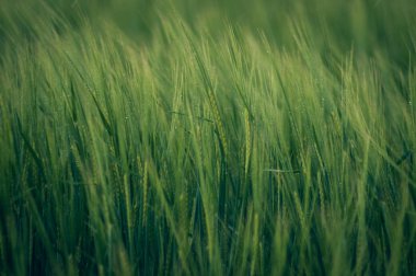 Yeşil buğday tarlası ve güneşli gün.