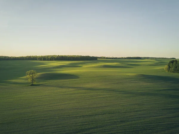 Zielone pole i samotne drzewa. — Zdjęcie stockowe