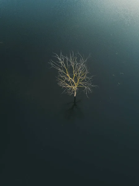 Einzelner Baum im Wasser. dann im Dorf. — Stockfoto