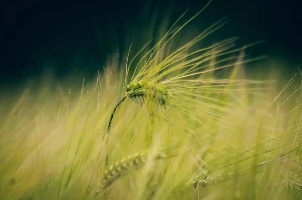 Câmp de grâu verde și zi însorită . — Fotografie, imagine de stoc