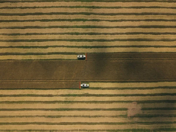Машина для сбора урожая работает в поле. Комбайновые машины для сельского хозяйства, собирающие пшеничное поле золотого созревания — стоковое фото
