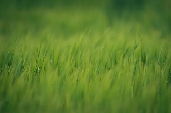 Câmp de grâu verde și zi însorită . — Fotografie, imagine de stoc