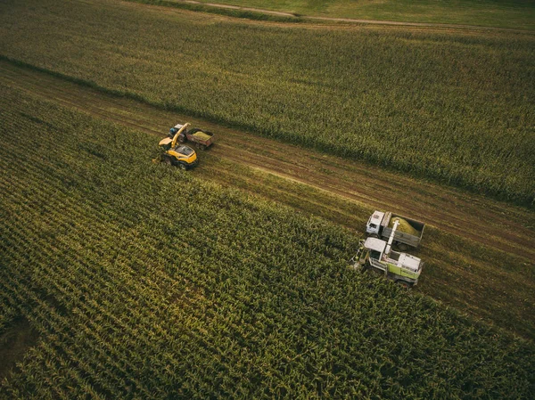 Maszyny zbierające kukurydzę na polu. Strzał z drona lotniczego. — Zdjęcie stockowe
