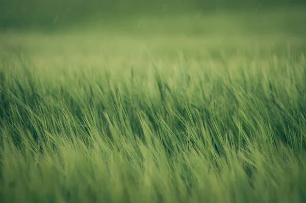 Câmp de grâu verde și zi însorită . — Fotografie, imagine de stoc