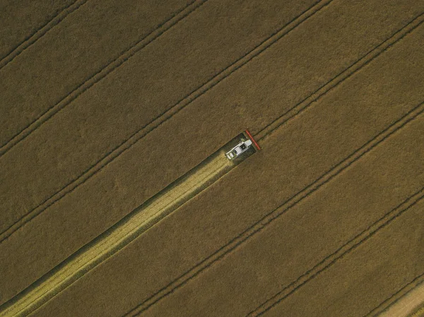 Harvester machine werkzaam in het veld. Maaidorser Landbouwmachine oogsten gouden rijp tarwe veld — Stockfoto