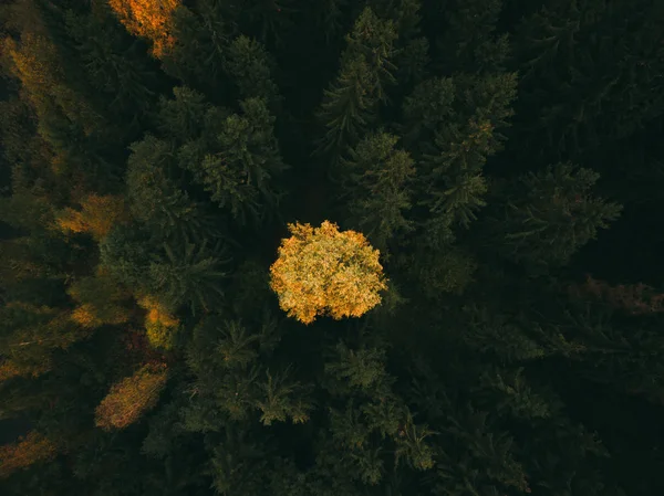 Sonbaharda renkli bir ormanın havadan çekilmiş fotoğrafı..