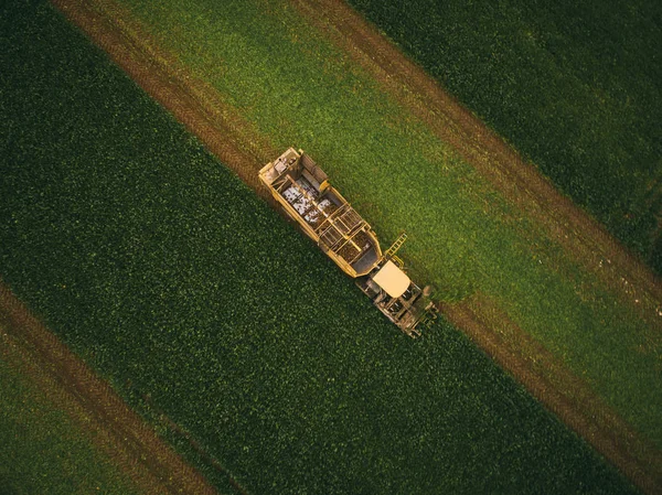 Vista superior del tractor en el campo de la remolacha azucarera. Vista aérea — Foto de Stock