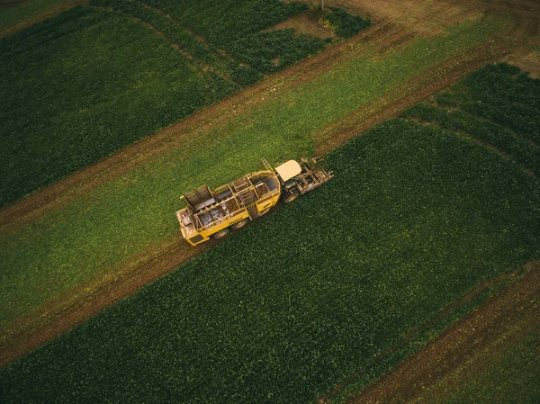 Vista superior del tractor en el campo de la remolacha azucarera. Vista aérea —  Fotos de Stock