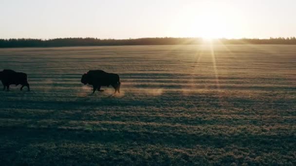 Vacker bisonoxe springa på ett fält vid solnedgången. — Stockvideo