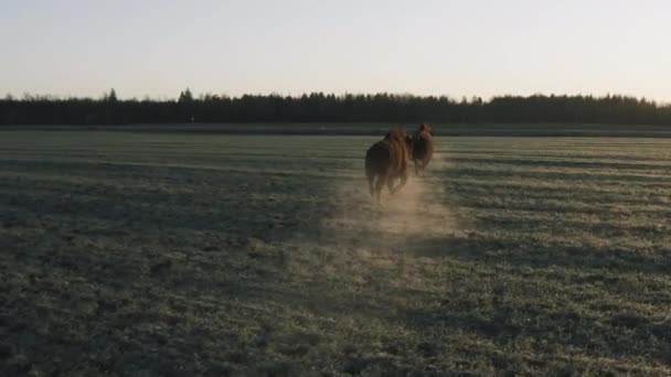 Den största representanten för landlevande däggdjur — Stockvideo