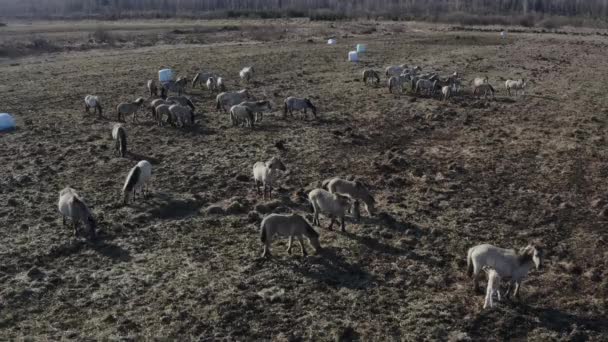 Caballos salvajes en hermoso paisaje — Vídeo de stock