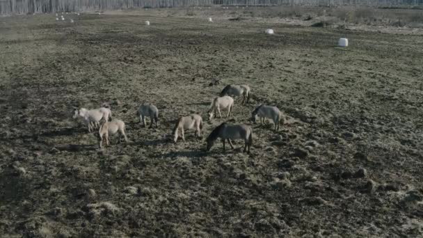 Cavalli selvatici in un bellissimo paesaggio — Video Stock