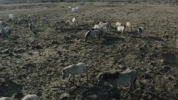 Dzikie konie w pięknym krajobrazie — Wideo stockowe