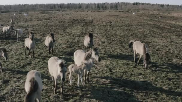 Dzikie konie w pięknym, chodzić po polu. 4k — Wideo stockowe