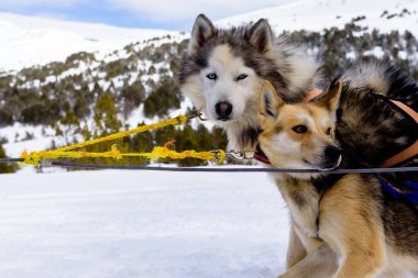 Grandvalira 'da lapa, Grau Roig, Anodrra