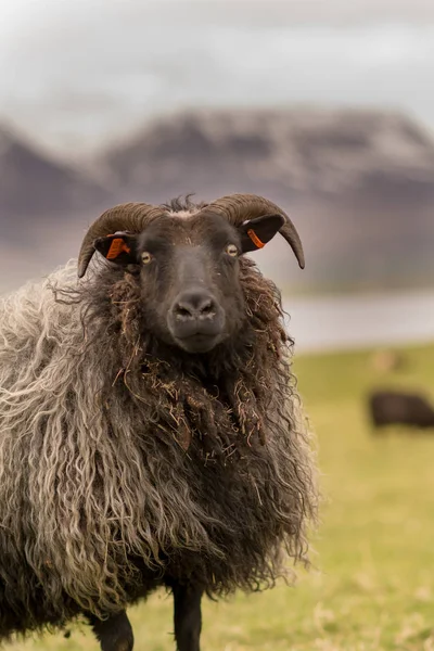 Τριχωτη Πρόβατα Τον Κρύο Χειμώνα Ισλανδικά Ισλανδία — Φωτογραφία Αρχείου