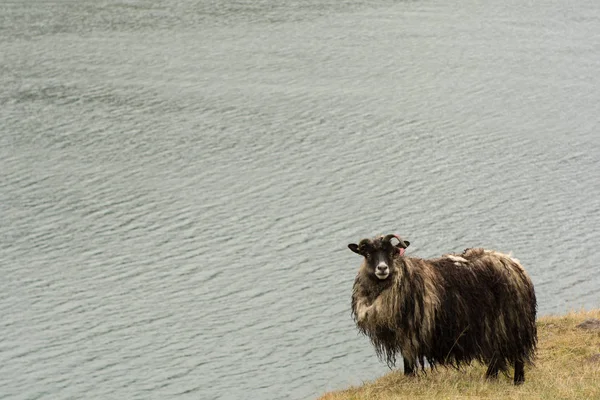 Овцы Окне Рейоарроуре Исландия — стоковое фото